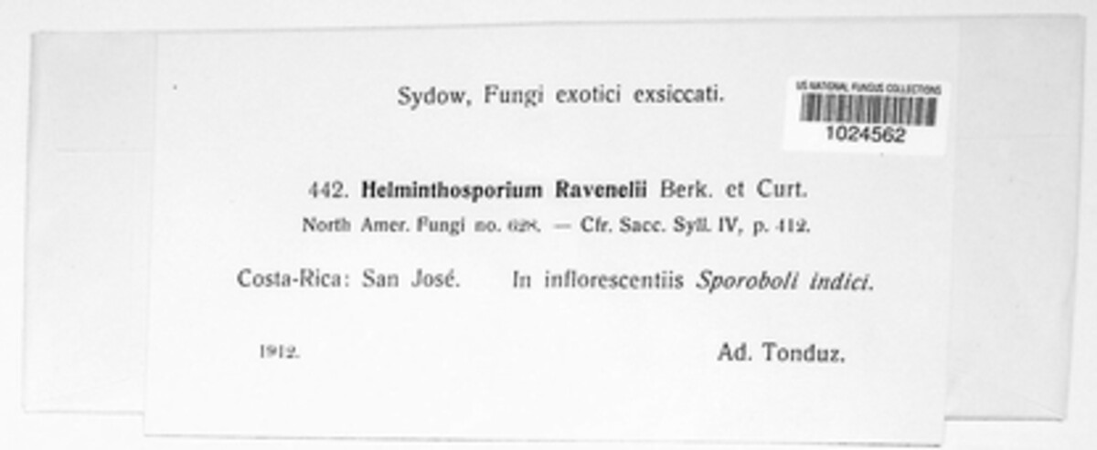 Cochliobolus ravenelii image